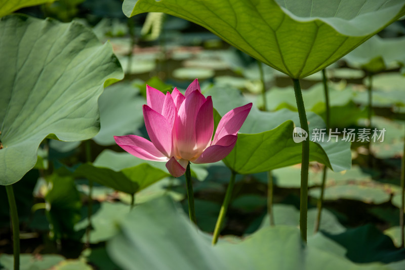 夏日荷花