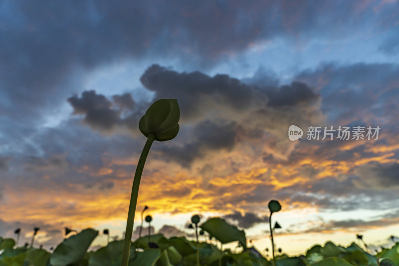 上海新浜荷花园晚霞