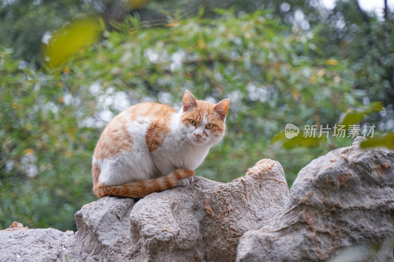 公园中的流浪猫