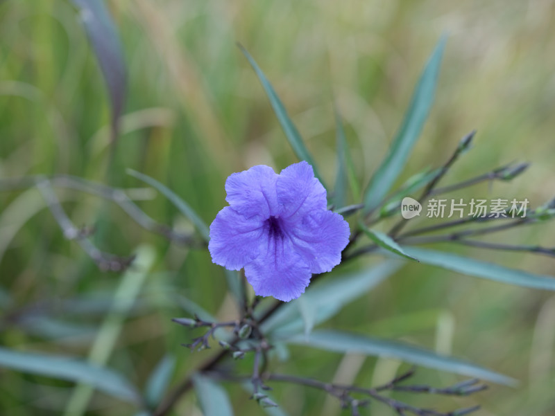 翠芦莉花朵特写