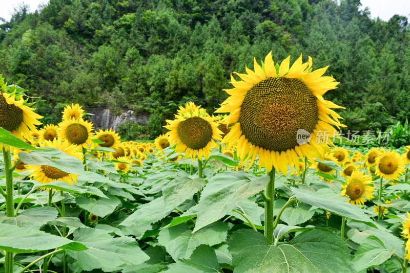 美丽田野田园太阳花葵花花朵向日葵航拍