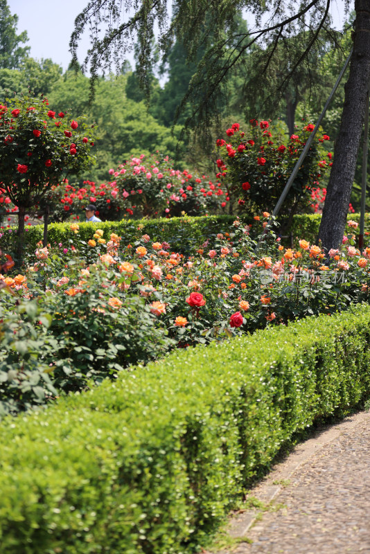 杭州花圃莳花广场迎亚运月季花展