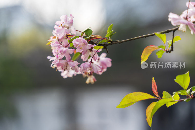 春天，苏州园林留园，池塘边的海棠花开