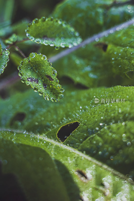 谷雨节气沾满雨水的植物叶片