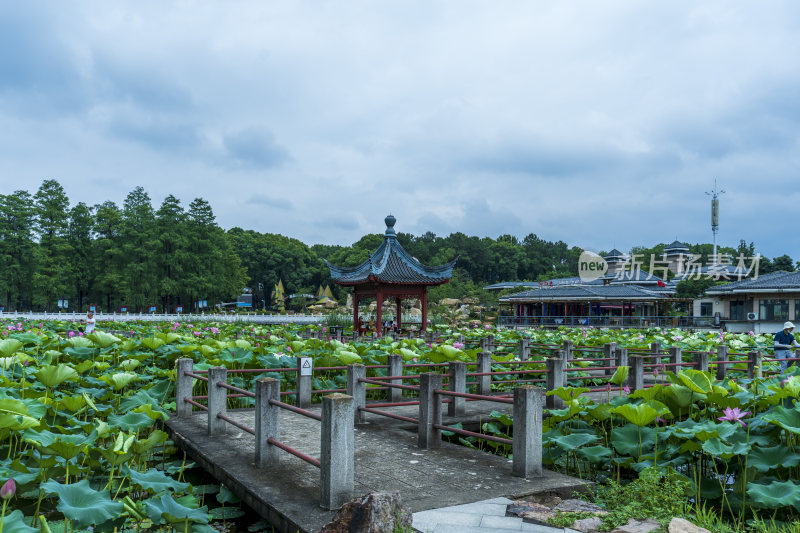 武汉东湖磨山景区盆景园