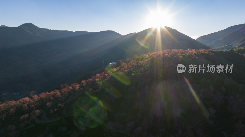 大理无量山樱花谷