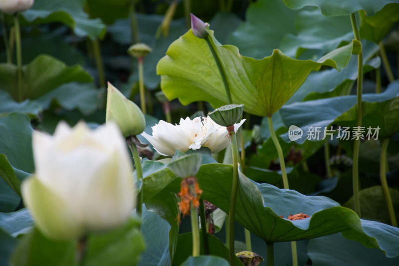 夏日的福州金山公园荷花