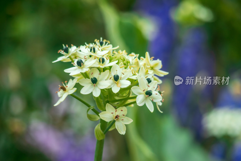 静物植物虎眼万年青花朵大光圈特写