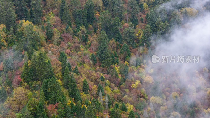 阿坝州黄龙风景名胜区秋色