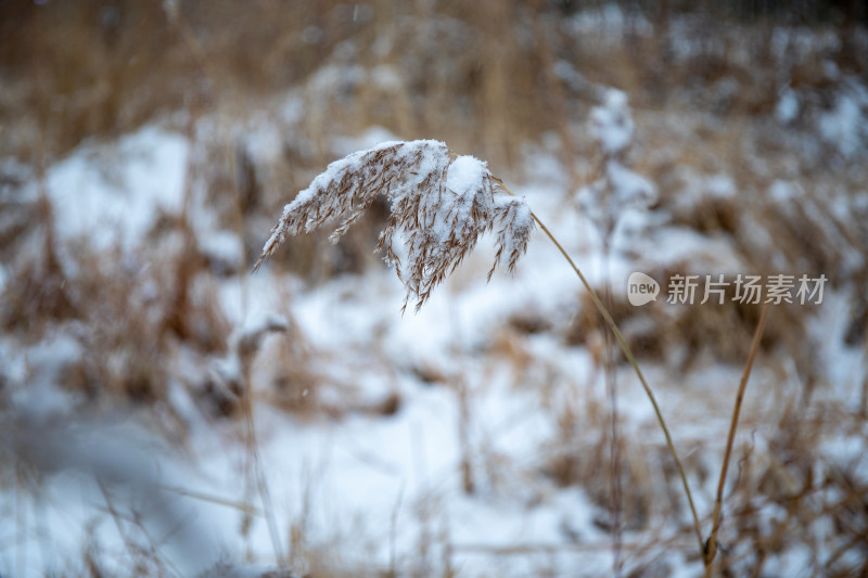 冬日落雪芦苇的照片