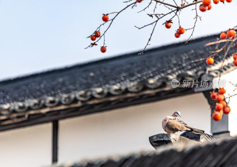 苏州北寺塔地铁站白墙黛瓦柿子树