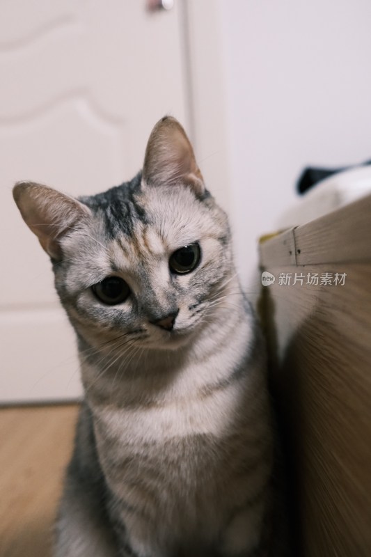 可爱的小猫