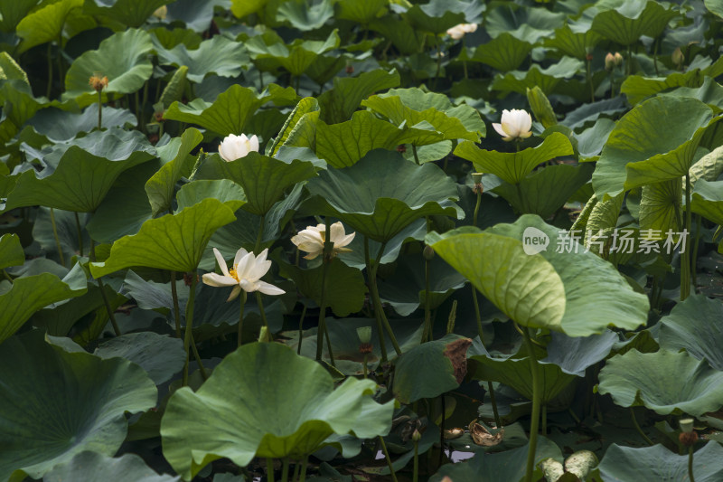 夏季公园荷塘荷叶丛中荷花特写