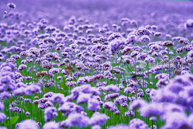 江西景德镇高岭村花海