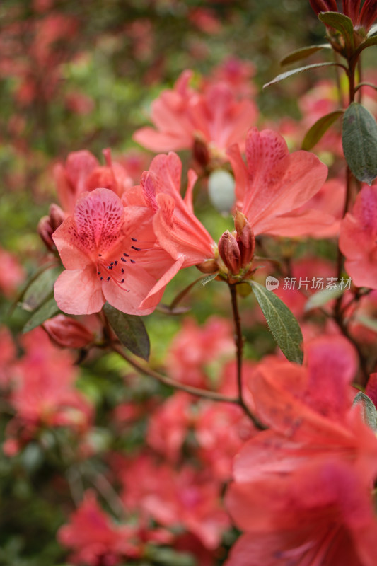 红色杜鹃花特写