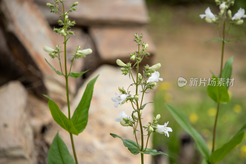 毛地黄钓钟柳的白色小花和绿叶