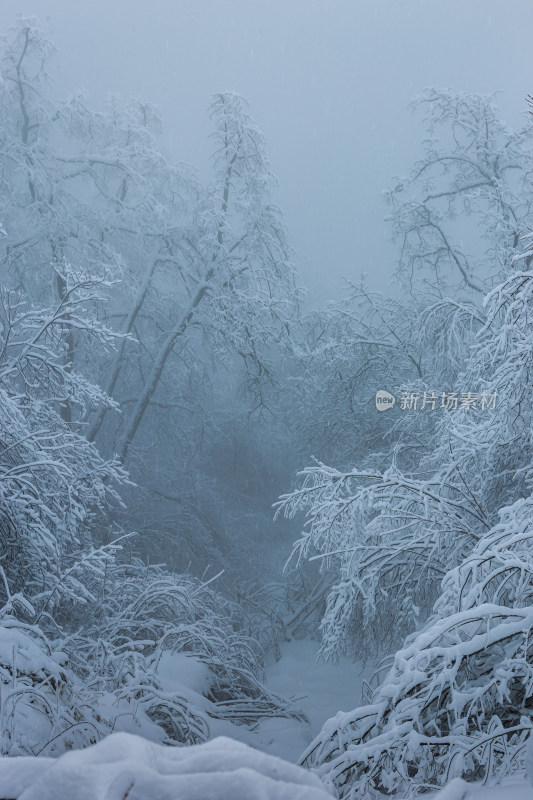 雪覆盖的林间小道