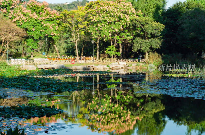 青岛中山公园秋季栾树倒影