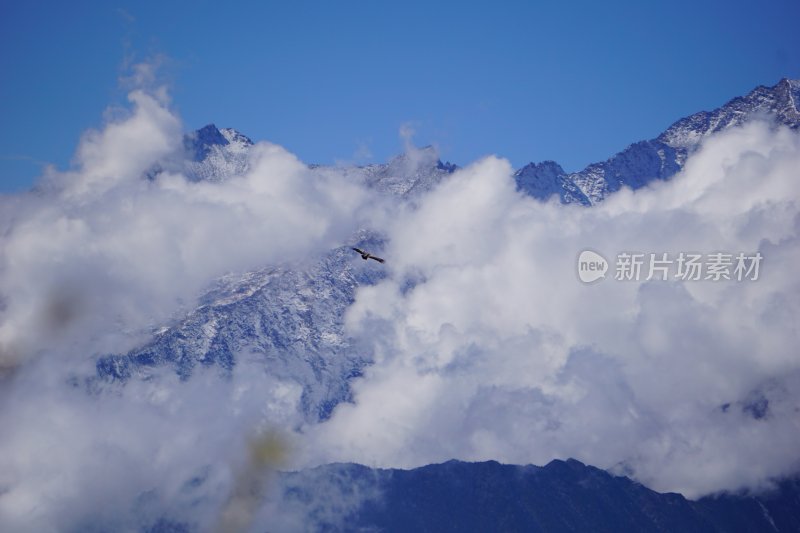 雪山云海间飞鸟翱翔