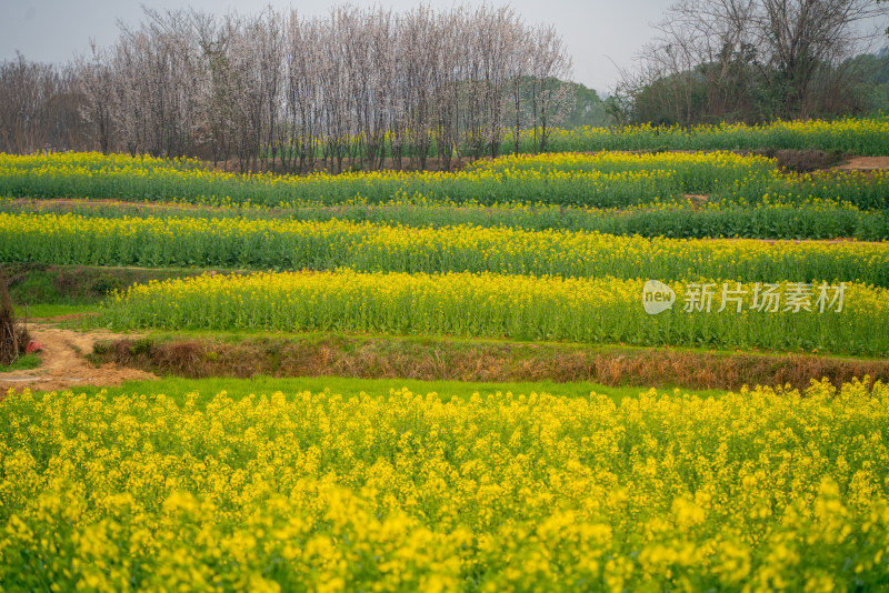 武汉东湖油菜花花海