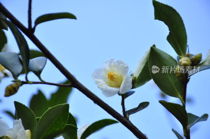 湖洋梯田  浏阳风景  自然风光