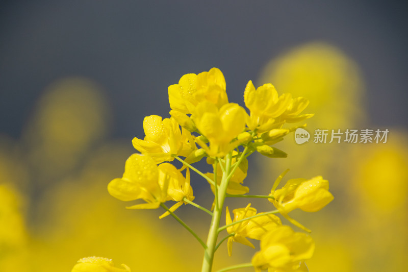 油菜花开放特写镜头