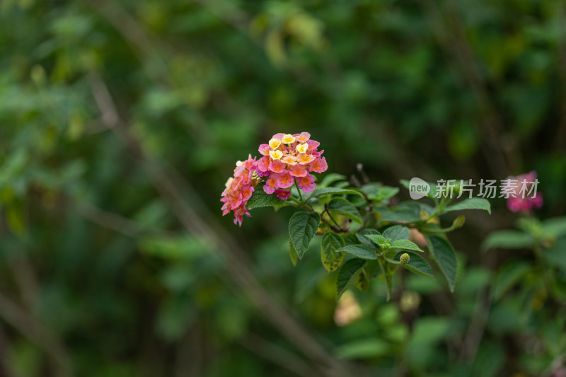 马樱丹花