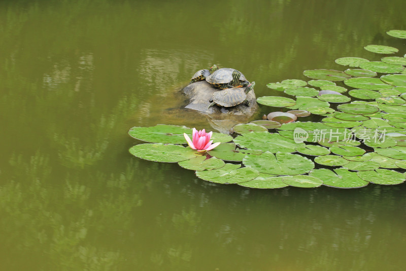 池塘睡莲和乌龟