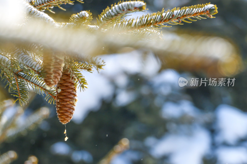 带雪的松树枝头挂着饱满的松果