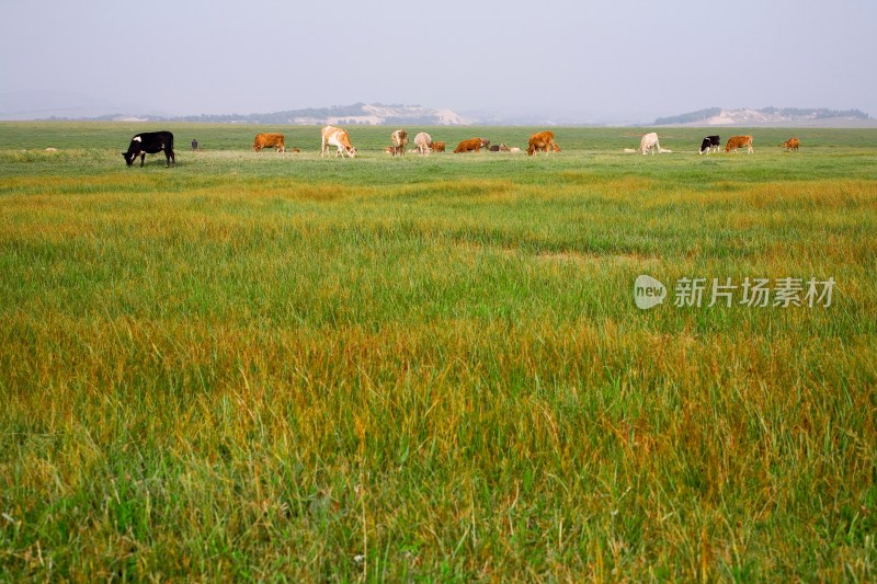 内蒙,坝上,乌兰木统,乌兰木统草原,红山,军马场,草原,草地,