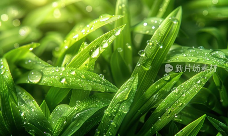 清晨露珠晶莹剔透草丛雨后清新背景