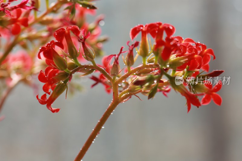 带水珠的红色花卉特写