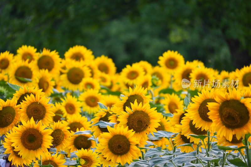 奥森公园向日葵花海