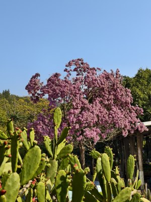 厦门望海宾馆紫花风铃木