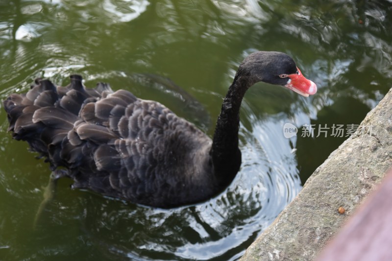 池塘中游泳的黑天鹅