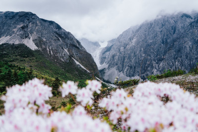 丽江玉龙雪山野生杜鹃花