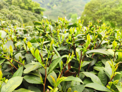 杭州龙井村茶园鲜嫩茶叶近景