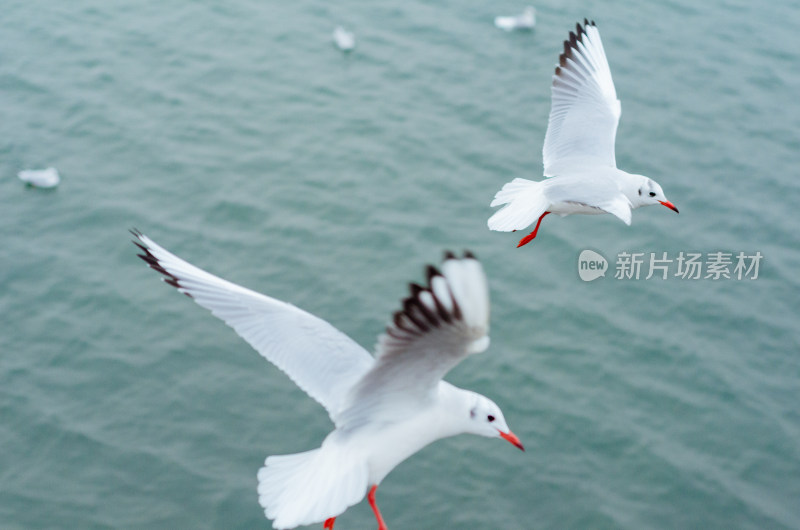 海上飞行的海鸥