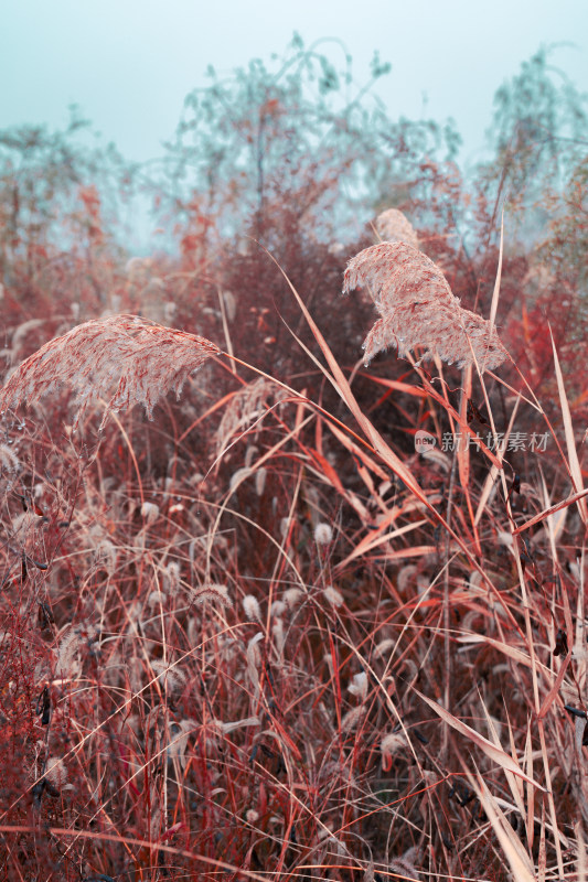 深秋风光/植被/芦苇/荻花