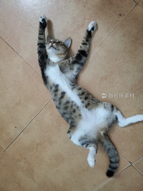 猫的姿态