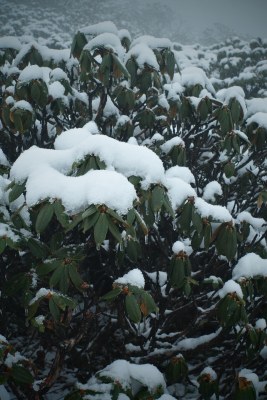 覆雪绿植特写