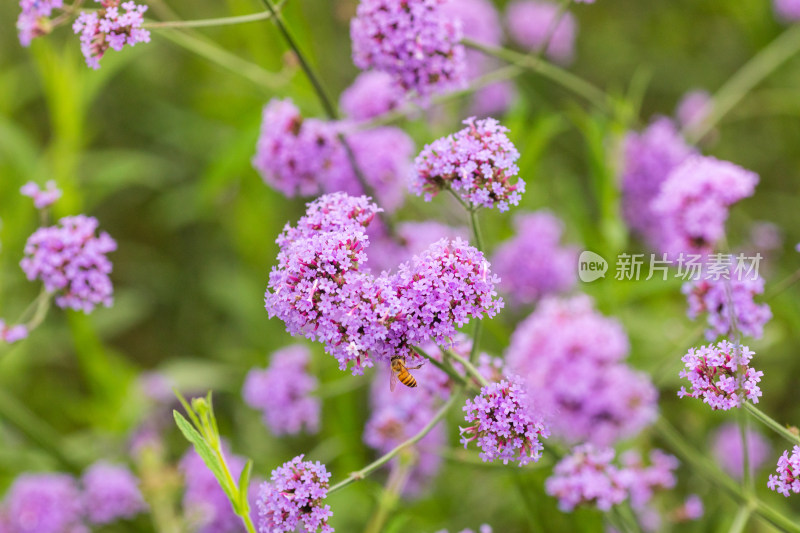春天紫色的马鞭草花海蜜蜂在采蜜