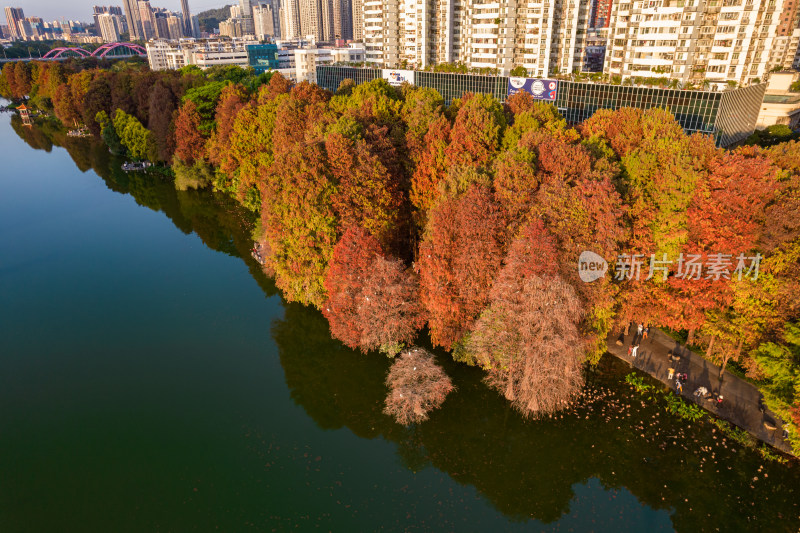 深圳洪湖公园水杉林航拍