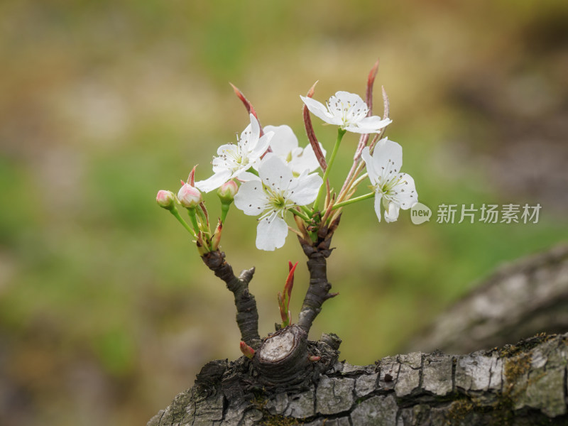 春天梨树树枝梨花花苞盛开