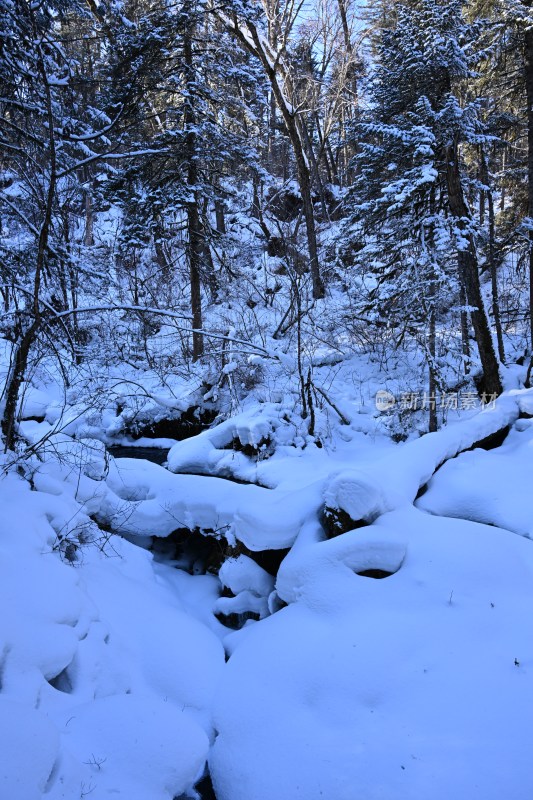 积雪覆盖树林的冬季自然景观