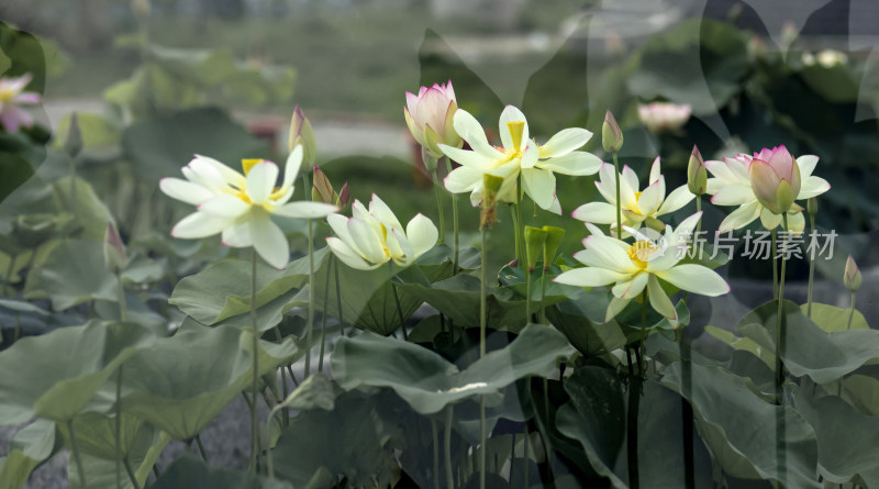 接天莲叶无穷碧（荷花，莲花）