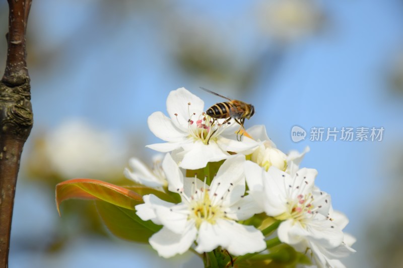 盛开的白色梨花特写