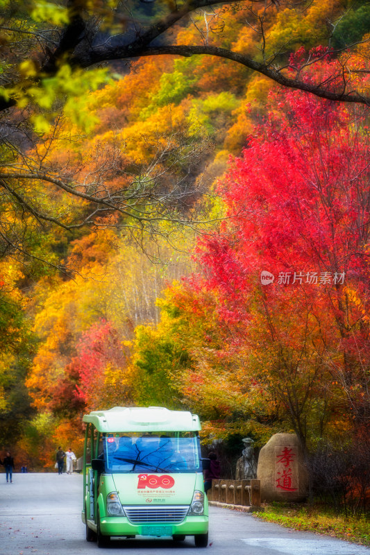 秋季森林道路上行驶的观光车