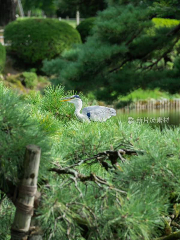 苍鹭特写