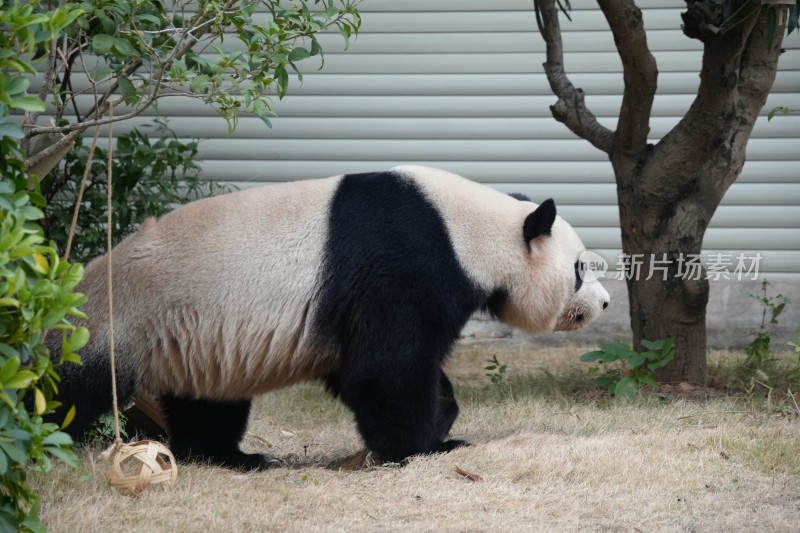 行走中的大熊猫